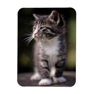 Kitten Standing Tall Magnet