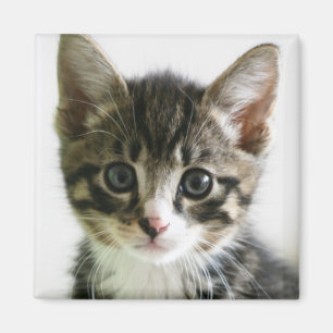 Kitten Stare Magnet