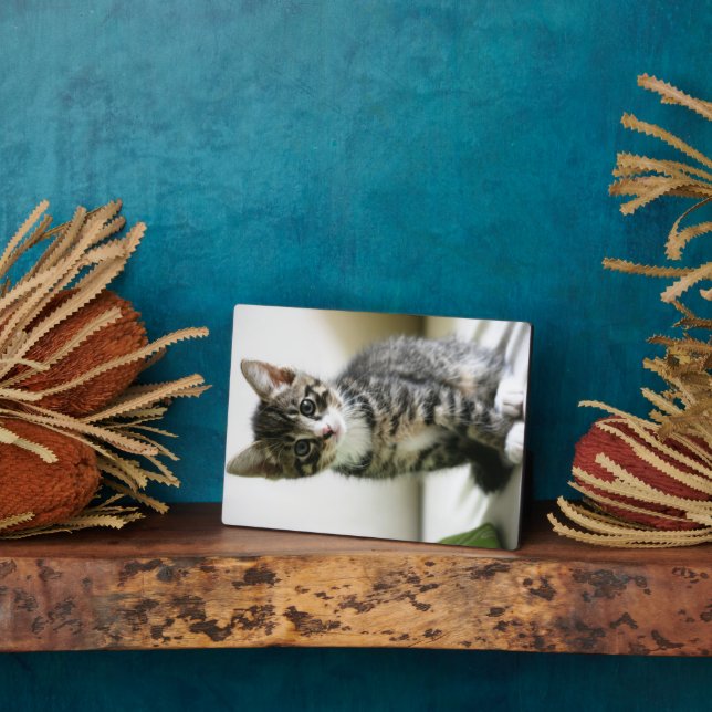 Kitten Stare Plaque (Side)