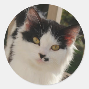 Kitten sticker