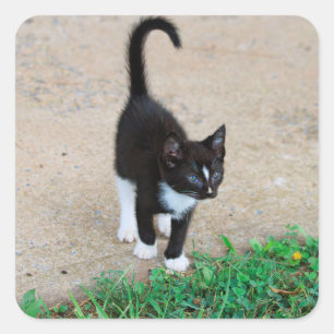 Kitten Sticker