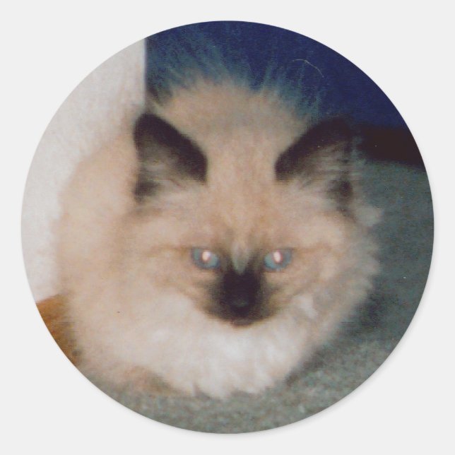 Kitten Sticker (Front)