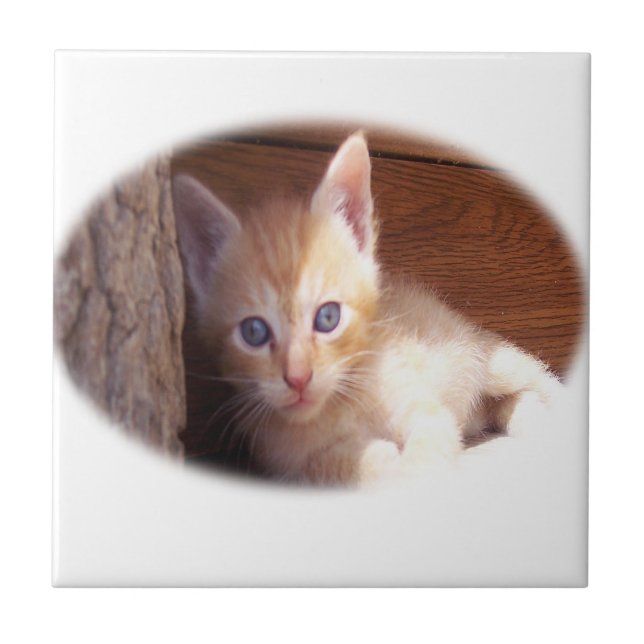 Kitten t-shirts and super mix tile (Front)