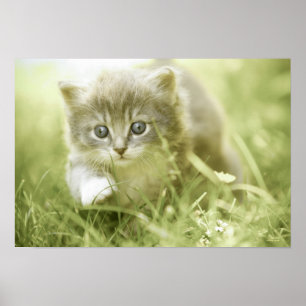Kitten taking steps in the grass poster