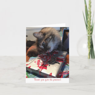 kitten thank you note card