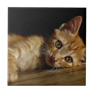 Kitten Tile