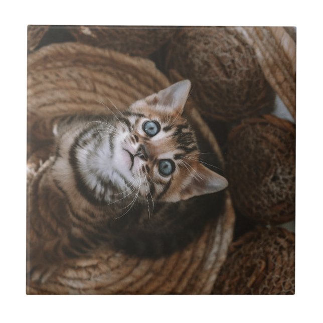 Kitten Tile (Front)