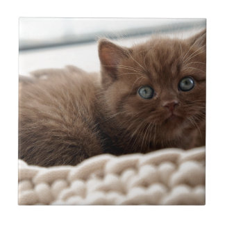 Kitten Tile