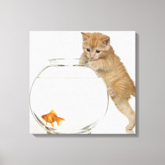 Kitten trying to get at a goldfish canvas print (Front)