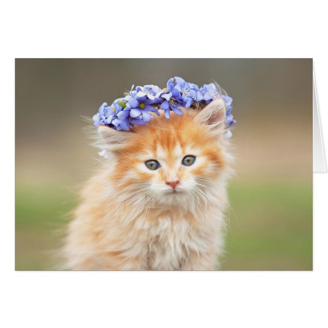 Kitten Wearing a Purple Garland (Front Horizontal)
