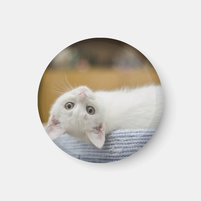 Kitten, White, Cat Magnet (Front)