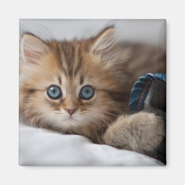 Kitten With Blue Eyes Magnet (Front)