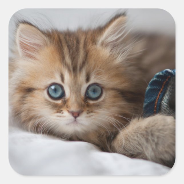 Kitten With Blue Eyes Square Sticker (Front)