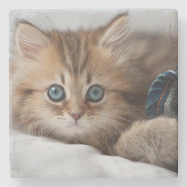 Kitten With Blue Eyes Stone Coaster (Front)