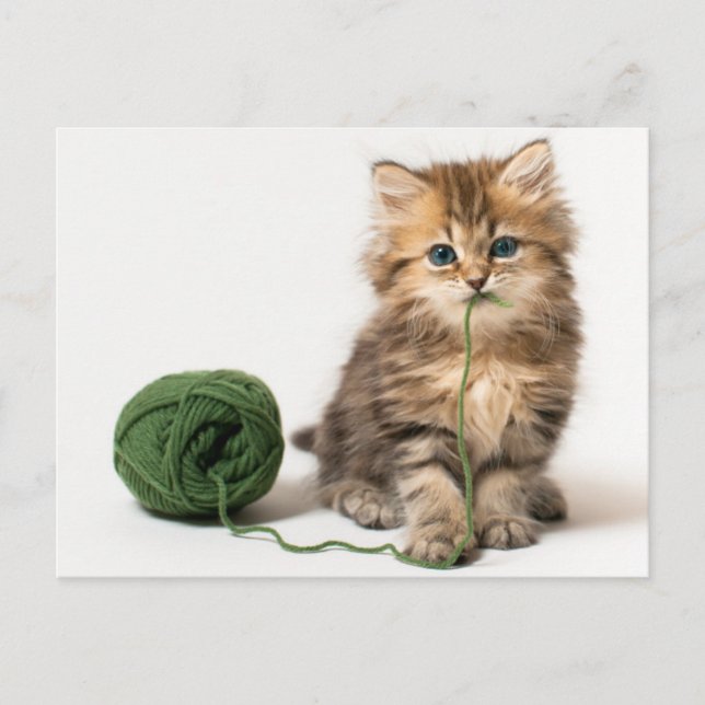 Kitten With Green Yarn Postcard (Front)