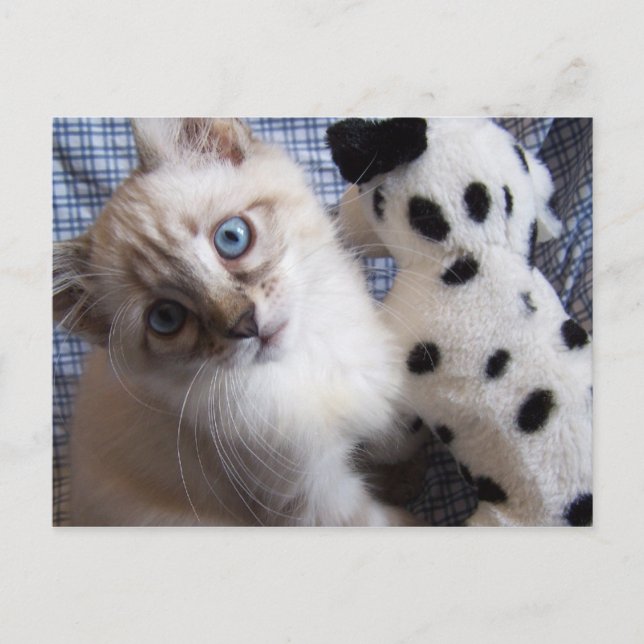 kitten with puppy toy postcard (Front)