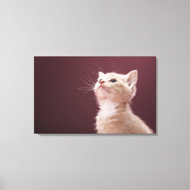 Kitten with Whiskers Canvas Print (Front)
