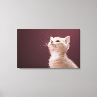 Kitten with Whiskers Canvas Print