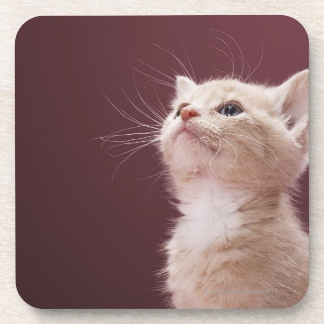 Kitten with Whiskers Coaster (Front)