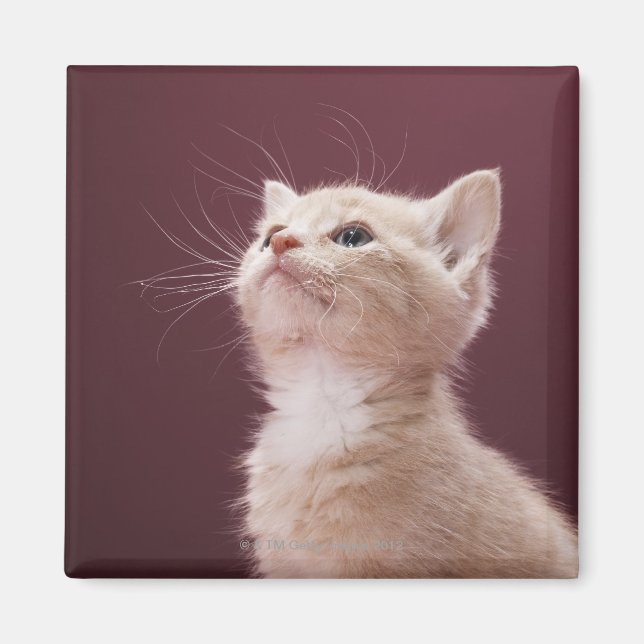Kitten with Whiskers Magnet (Front)