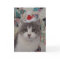 Kitten Xmas