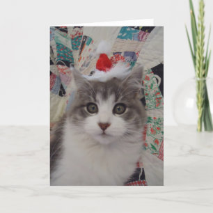 Kitten Xmas Holiday Card