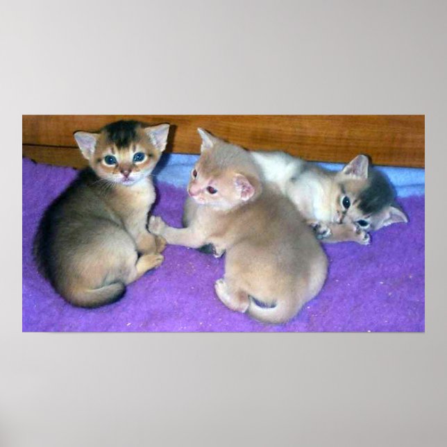 Kittens 3-weeks old Abyssinians Poster (Front)