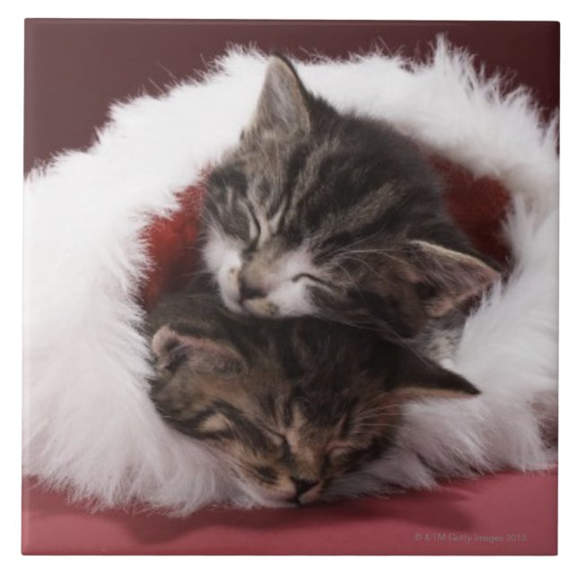 Kittens asleep together in Christmas hat Tile (Front)