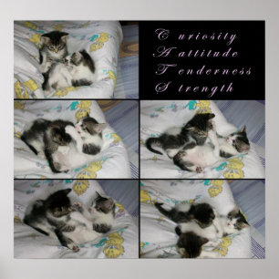 Kittens at Play Poster