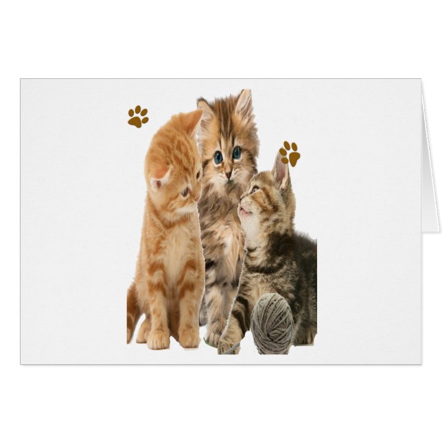 Kittens at play products (Front Horizontal)