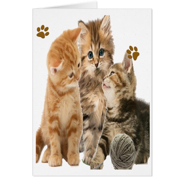 Kittens at play products (Front)