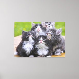 Kittens Canvas Print