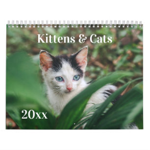 Kittens & Cats Calendar