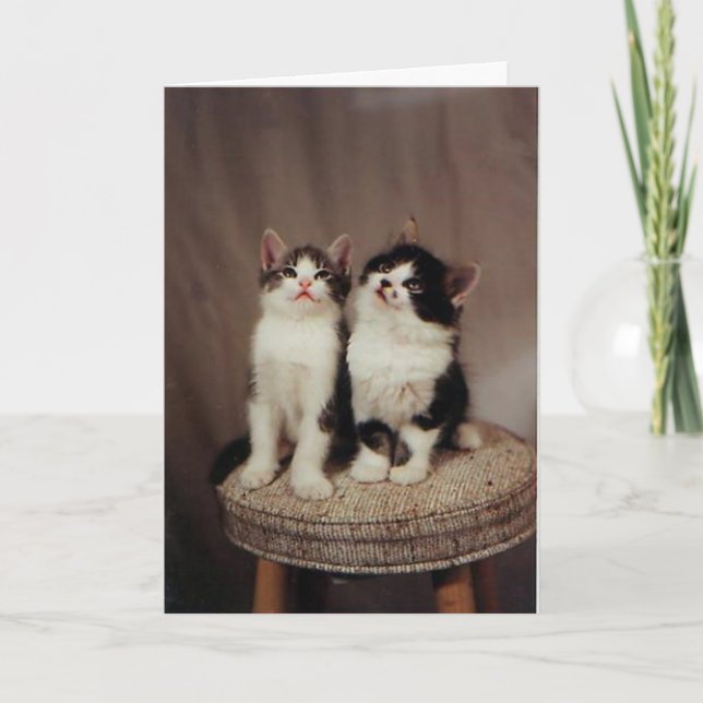 kittens, faithful friends card (Front)