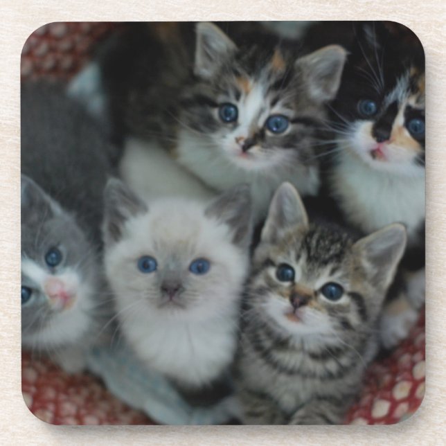 Kittens In A Basket Coaster (Front)