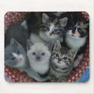 Kittens In A Basket Mouse Pad