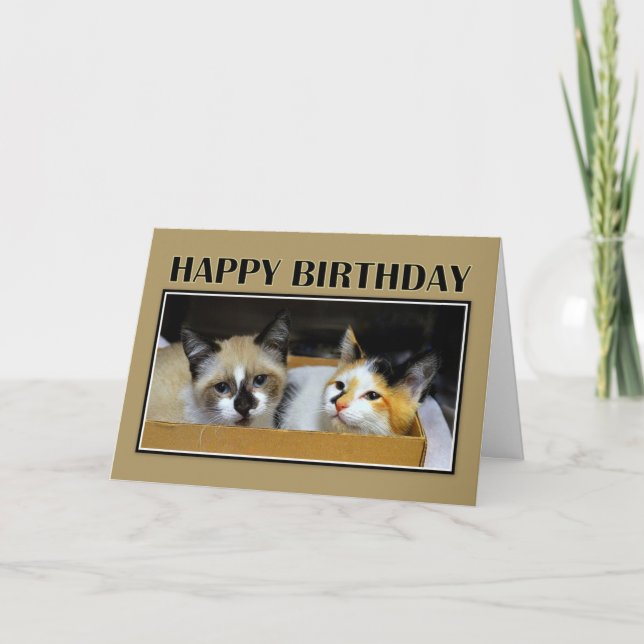 Kittens in a Box Happy Birthday Card (Front)
