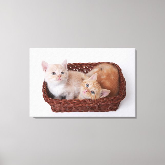 Kittens in basket canvas print (Front)