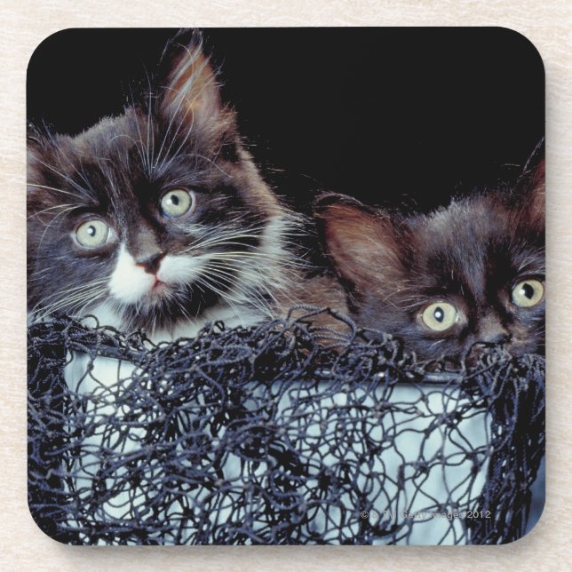 Kittens in container coaster (Front)
