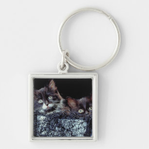 Kittens in container key ring