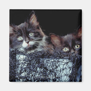 Kittens in container magnet