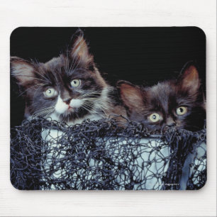 Kittens in container mouse pad