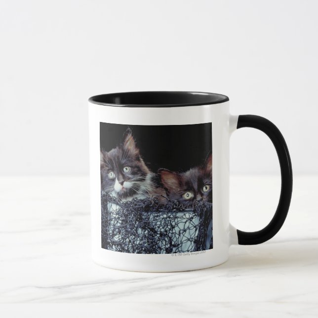 Kittens in container mug (Right)