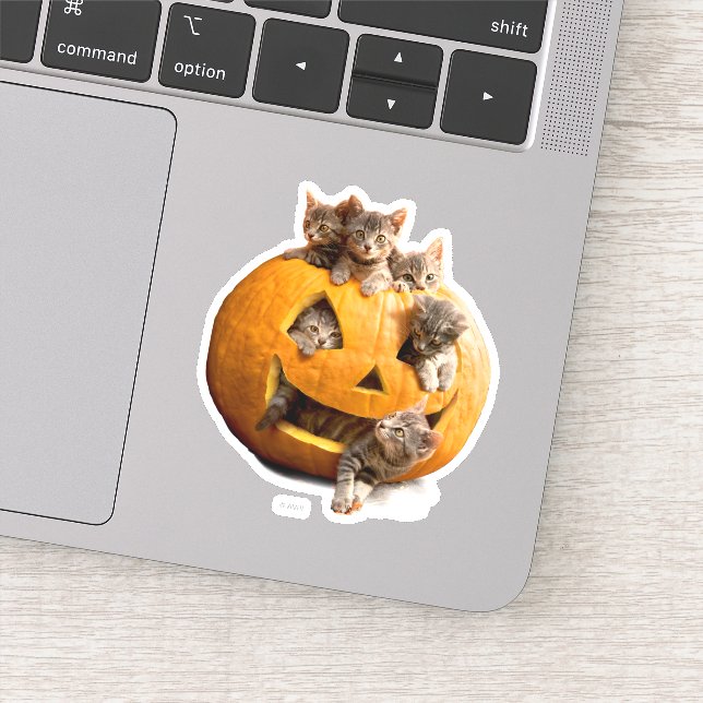 Kittens in Jack-o-Lantern (Detail)