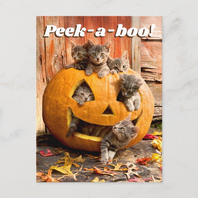 Kittens in Jack-o-Lantern Invitation Postcard (Front)