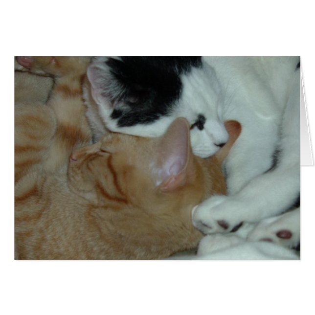 Kittens in Love (Front Horizontal)