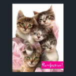 Kittens in Tutus Poster<br><div class="desc">Purrfection! | Avanti,  the Global Humor Brand™ has been entertaining the world with its Feel Good Funny greeting cards for over 40 years. Our characters live life to the fullest and celebrate the humor in everyday life.</div>