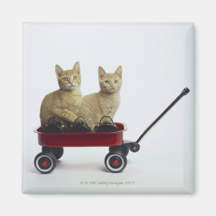Kittens in wagon magnet
