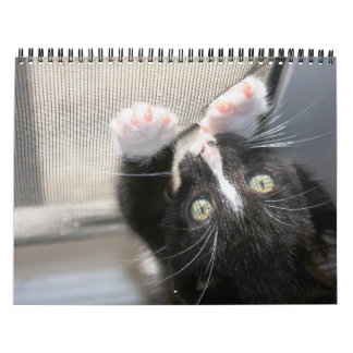 Kittens, kittens! calendar