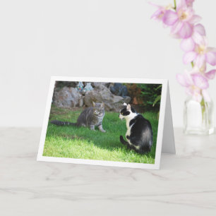 Kittens on Grass Card